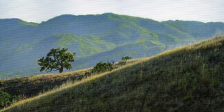 G2409D - Guion, William - Beacon Oak From a Distance