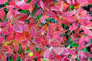 S2160D - Sinclair, Kelly - First Frost