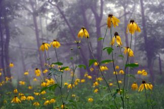 S2163D - Sinclair, Kelly - Coneflower